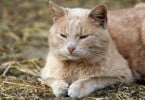 Gatos geriátricos sofrem alterações comportamentais