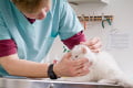 Animais não têm assistência médica veterinária