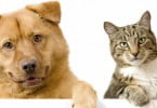 Prime Pet: cuidado animal ao domicílio