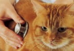 Primeiro caso de cor triatriatum sinister registado num gato japonês