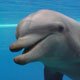 Perto de cem golfinhos mortos numa semana na Grã-Bretanha e em Madagáscar