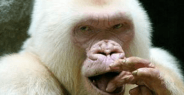 Consanguinidade provoca albinismo em gorila