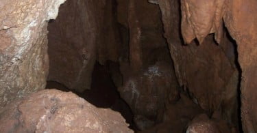 Bióloga portuguesa descobre nova espécie de insetos