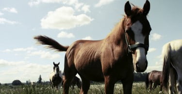 Évora: já são cinco os cavalos mortos