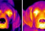 Imagens térmicas mostram que cães ficam alegres com o contacto com pessoas