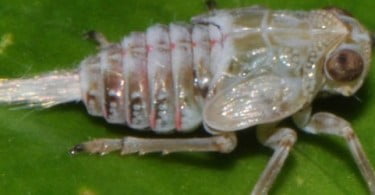 Descoberto inseto que utiliza engrenagens para realizar saltos