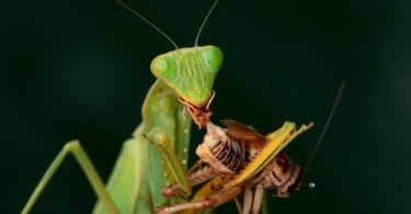 FAO recomenda alimentação com insetos para combater a fome