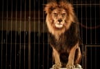 Évora proíbe circos com animais