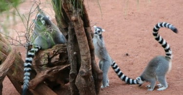 Associação quer salvar animais feios