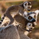Badoca Park tem mais um lémure de cauda anelada