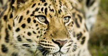 Zâmbia proíbe caça de felinos selvagens