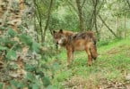 Lobo restituído à natureza é caso único em Portugal