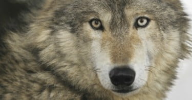 Ataques de lobos levam Câmara de São Pedro do Sul a pedir ajuda