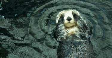 Veterinários descobrem novo poxvírus em lontras marinhas