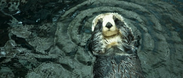 Veterinários descobrem novo poxvírus em lontras marinhas