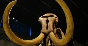Descoberta de restos mortais de mamutes pode levar a clonagem