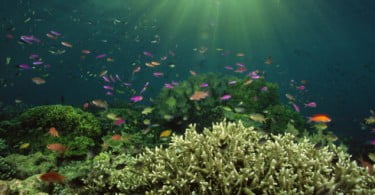 Mar pode ser nova fonte de medicamentos