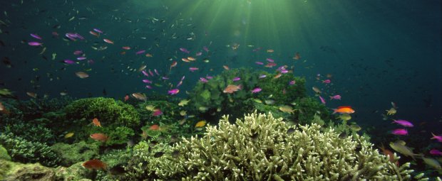 Mar pode ser nova fonte de medicamentos