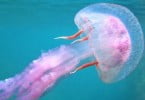 Medusas podem ser chave da imortalidade