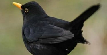 Caça ao melro choca associações