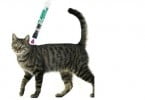 Merial apresenta novo antiparasitário para gatos