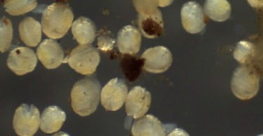 Quercus liberta 4000 mexilhões-de-rio contra extinção