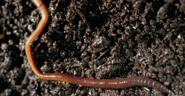 Relatório alerta para extinção de invertebrados no Mundo
