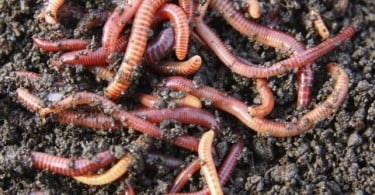 Invasão de minhocas não autóctones pode extinguir espécies nativas