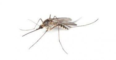 Criado mosquito imune à malária