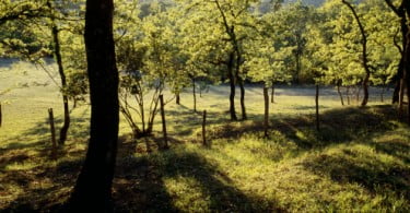 Pena de prisão por crime contra a natureza