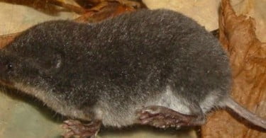 Descobertas novas espécies na Mata do Buçaco