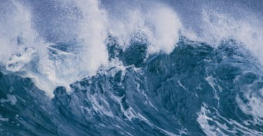 Tsunami mata milhares de aves no Havai