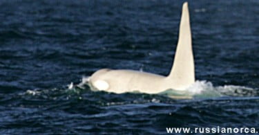 Orca albina fotografada pela primeira vez