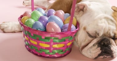 Pet Shops com ovos da Páscoa próprios para cães