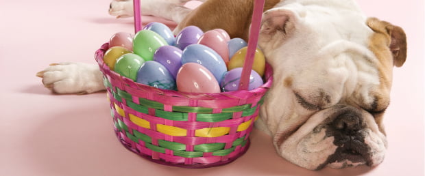 Pet Shops com ovos da Páscoa próprios para cães