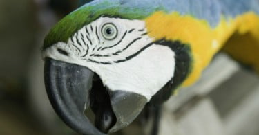 Recorde em apreensão de aves ilegais