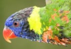 Criado Facebook para aves como plataforma de investigação