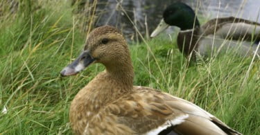 Publicado estudo da gripe das aves