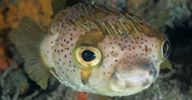 Peixe-balão submetido a operação a catarata