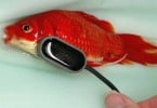 Britânico paga 380 euros para salvar peixe-dourado