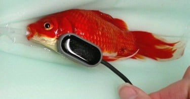 Britânico paga 380 euros para salvar peixe-dourado