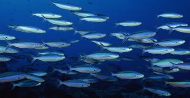 Peixes de Fukushima continuam contaminados