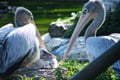 Zoo de Lagos com nascimento raro