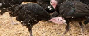Holanda sacrifica 42 mil perus por suspeita de gripe das aves