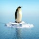 Especialista alerta para rápido declínio das populações de pinguins