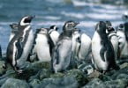 População de pinguins na Antártida é o dobro da prevista