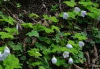 Investigadoras portuguesas publicam guia de identificação de plantas invasoras