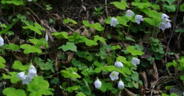Investigadoras portuguesas publicam guia de identificação de plantas invasoras
