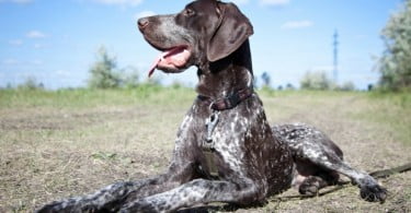 Veterinários criam cirurgia alternativa para distrofia corneana endotelial