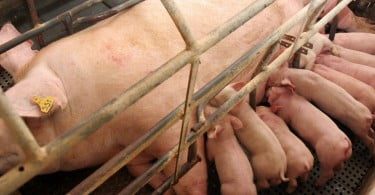 Nutrição e saúde da reprodutora influenciam abortos por asfixia em suínos